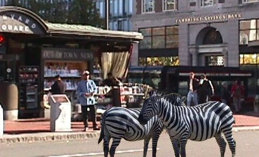Two zebra in Harvard Square.