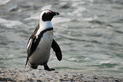 An African penguin near Boulders Beach in South Africa.